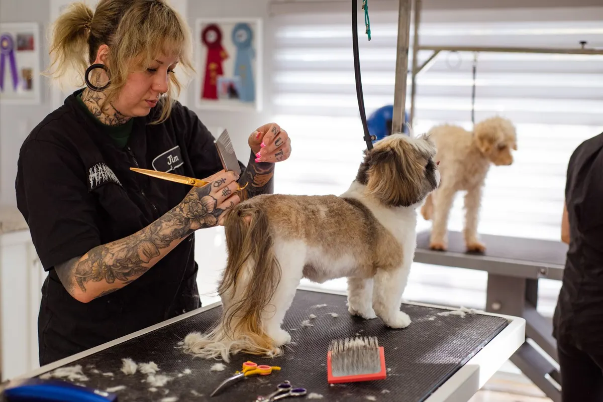 A groomer scissoring a Shih Tzu on a grooming table while a second dog waits on the next table