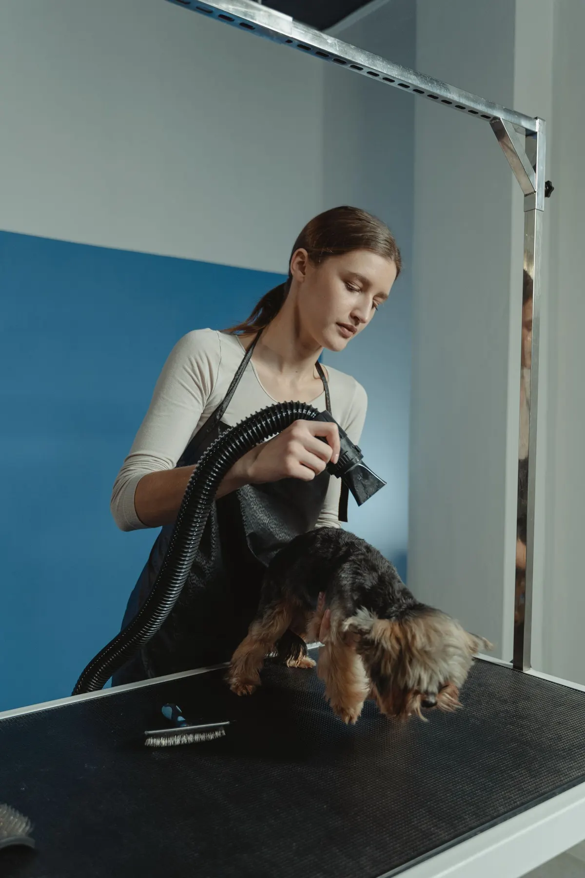 Tasha Nguyen blow-drying a Yorkshire Terrier on the grooming table