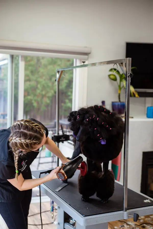 Jade Morales blow-drying a black poodle on a grooming table by a window