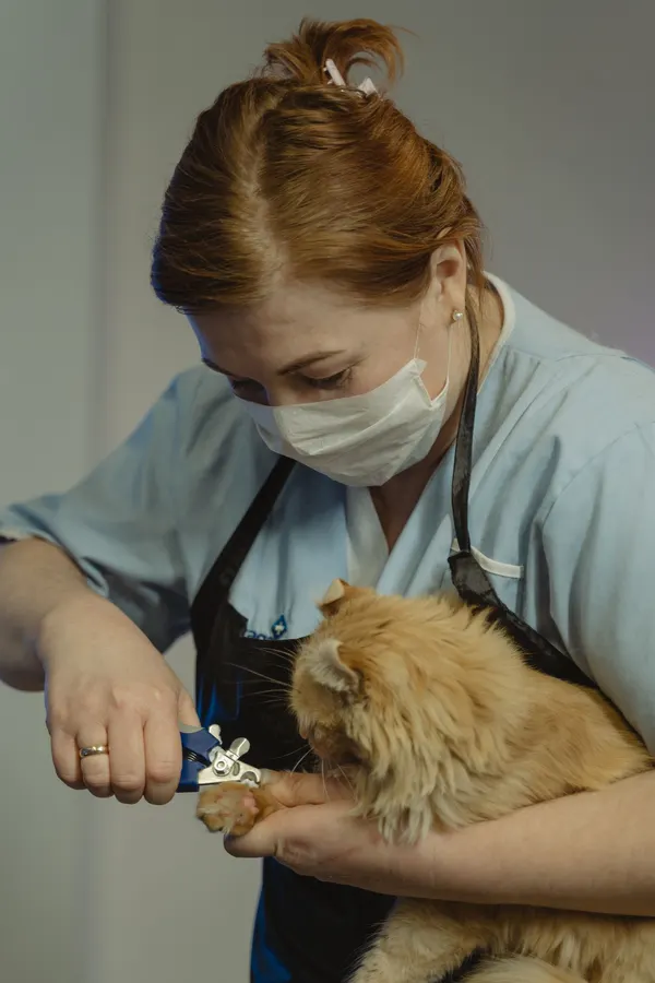 Erin Walsh in a mask and apron trimming a ginger cat's nails